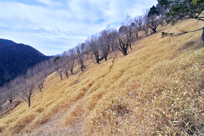 登山道を間違えて獣道