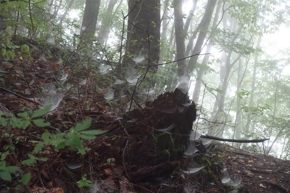 山道沿いのクモの巣