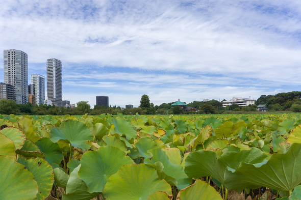 2022年10月8日 不忍池の枯れ始めた蓮