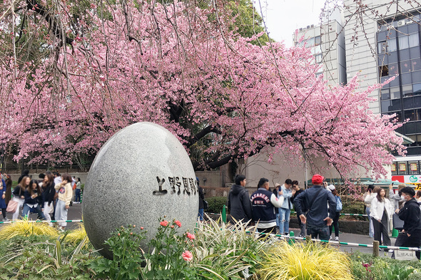 3月12日上野公園入口の寒桜