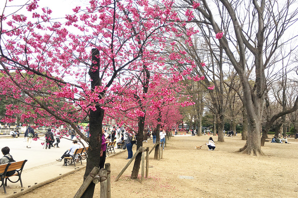 2023年3月12日 噴水横のカンヒザクラが満開