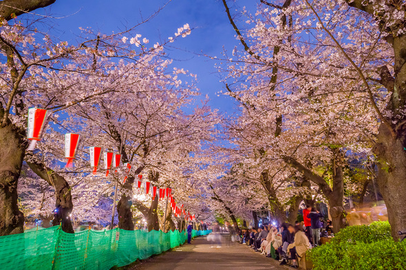 上野公園 さくら通りの夜桜 (2023.3.27)