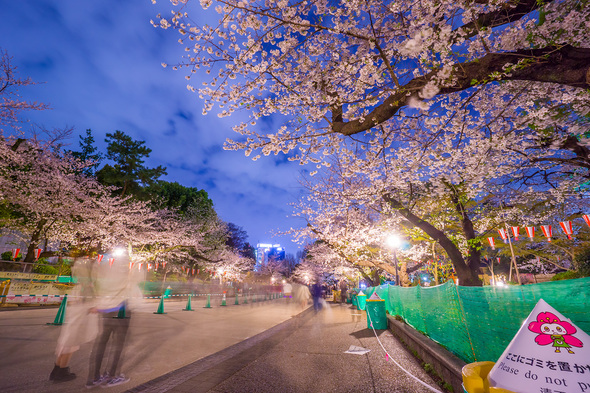 上野公園 さくら通りの夜桜 (2023.3.27)