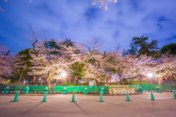 上野公園 さくら通りの夜桜 (2023.3.27)