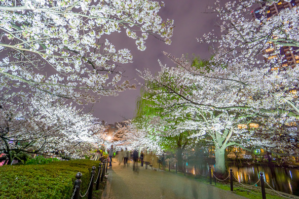 不忍池 ライトアップされた夜桜 (2023.3.27)