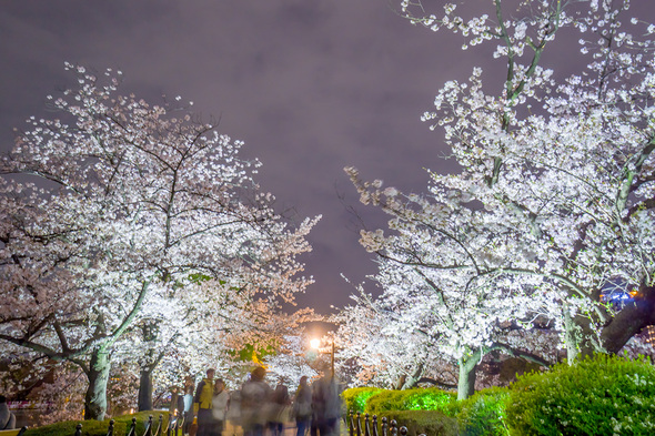 不忍池 ライトアップされた夜桜 (2023.3.27)