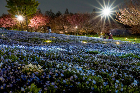 舎人公園のライトアップされたネモフィラ_04