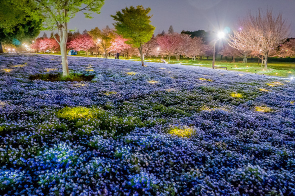 舎人公園のライトアップされたネモフィラ_09