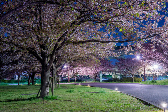 夜の舎人公園