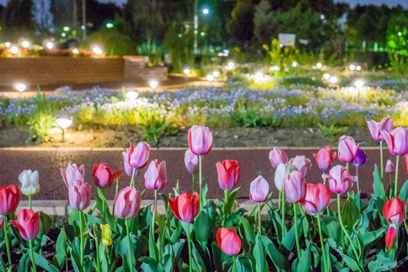 舎人公園駅前のライトアップされた花壇