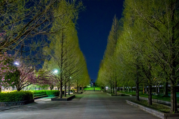 夜の舎人公園テニスコート横(駐車場前の通路)