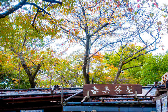 城山 春美茶屋と黄葉風景