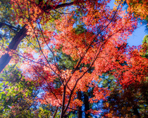 高尾山の紅葉