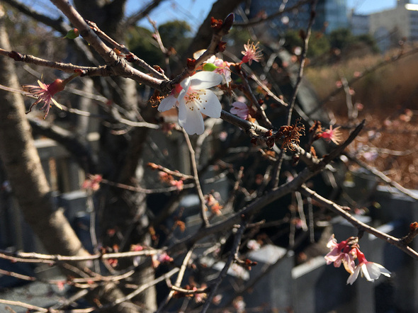 不忍池辯天堂の寒桜 2024年2月7日