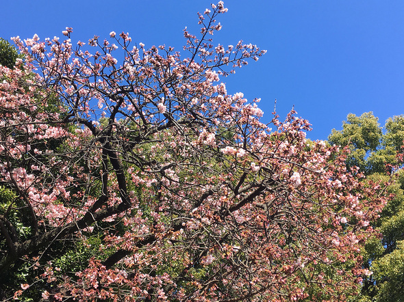 竹の台広場の寒桜 2024年2月7日