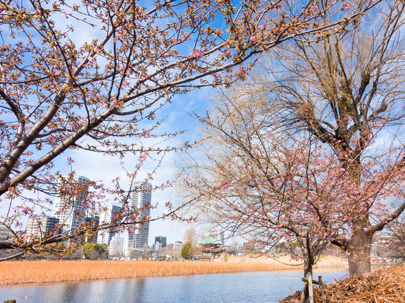 不忍池の河津桜 2024年2月17日