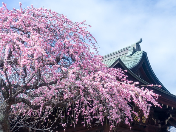 五條天神社 2024年2月17日