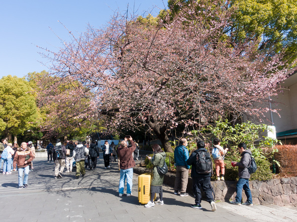 公園入口交番横のオオカンザクラ 開花状況  2024年2月24日