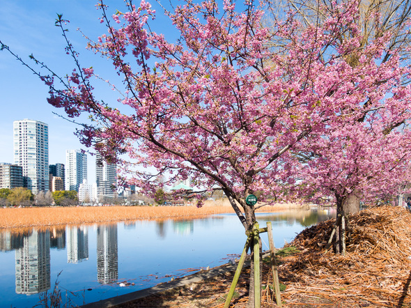 不忍池の河津桜 開花状況 2024年2月24日