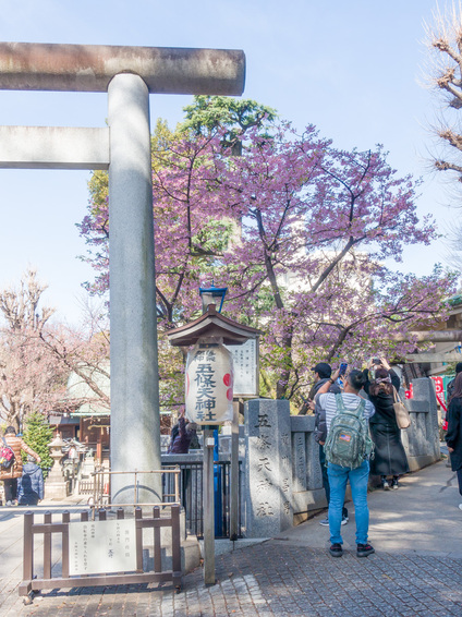 五條天神社のカンザクラ 開花状況 2024年2月24日