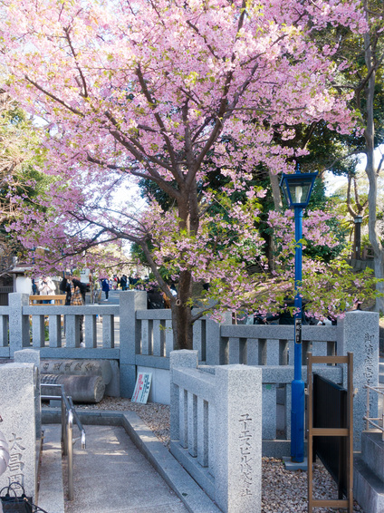 五條天神社のカンザクラ 開花状況 2024年2月24日