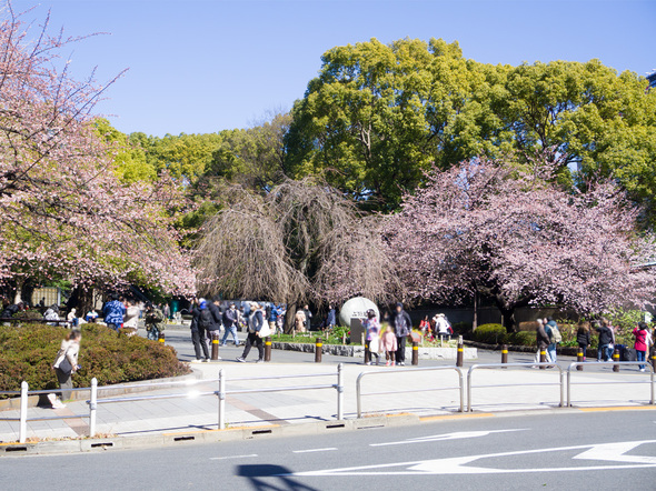 公園入口の桜開花状況  2024年3月1日