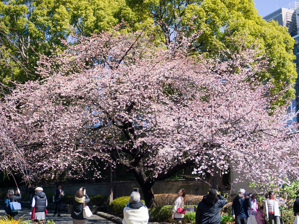 公園入口の桜開花状況  2024年3月1日