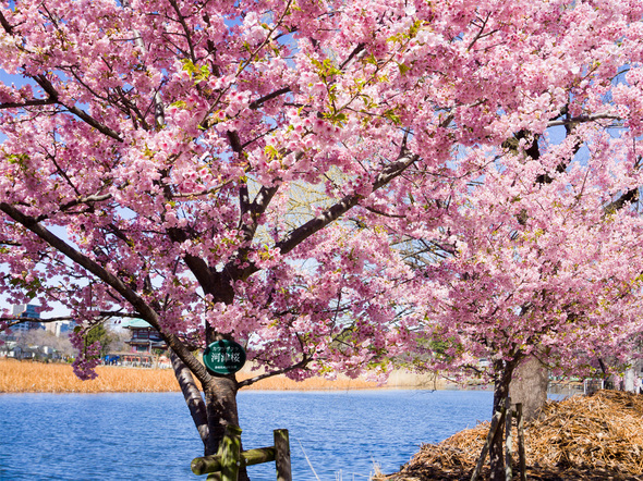 不忍池の河津桜 開花状況 2024年3月1日