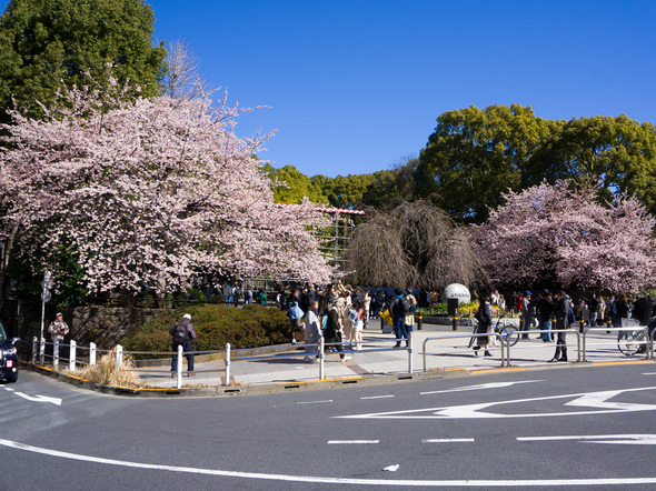 公園入口の桜開花状況(満開)  2024年3月10日