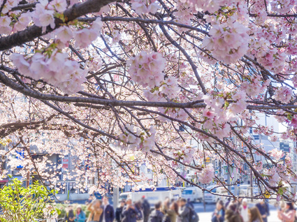 公園入口の桜開花状況(満開)  2024年3月10日