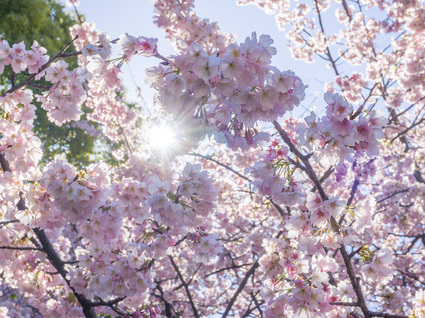 公園入口の桜開花状況(満開)  2024年3月10日