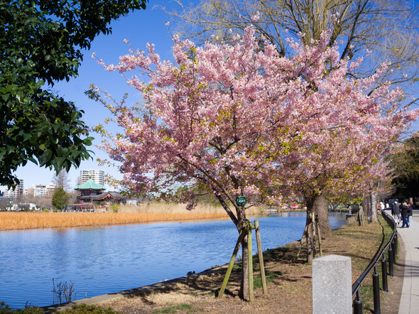 不忍池の河津桜 2024年3月10日