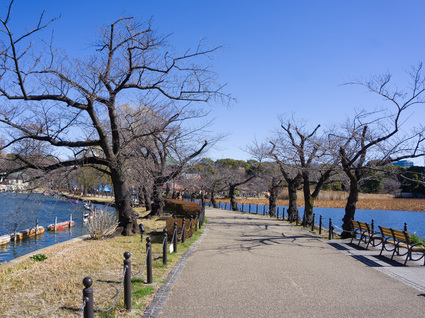 春にライトアップされる不忍池の遊歩道の様子 2024年3月10日