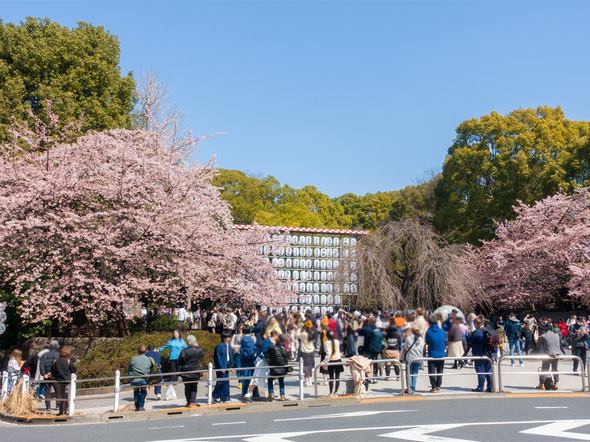 公園入口の桜開花状況(満開)  2024年3月16日