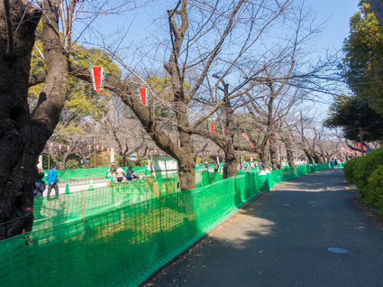 さくら通り  2024年3月16日