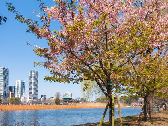 不忍池の河津桜 2024年3月16日