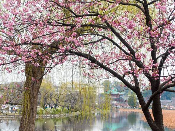 不忍池の陽光桜 2024年3月24日