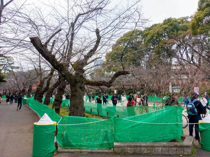 さくら通り 開花前のソメイヨシノ 2024年3月24日