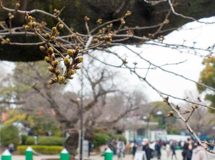 さくら通り 開花前のソメイヨシノ 2024年3月24日