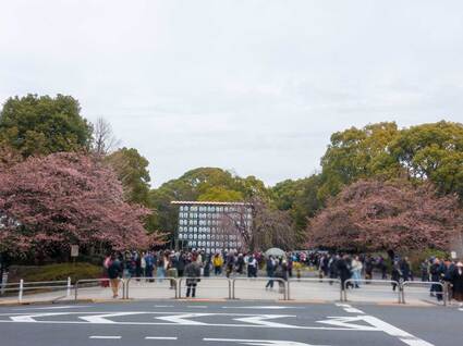 上野公園入口のカンザクラ  2024年3月24日