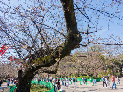 さくら通りのソメイヨシノ 2024年3月31日