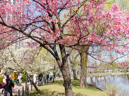 不忍池の陽光桜 2024年3月31日