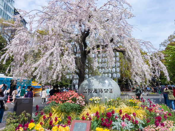 公園入口のシダレザクラ  2024年4月7日