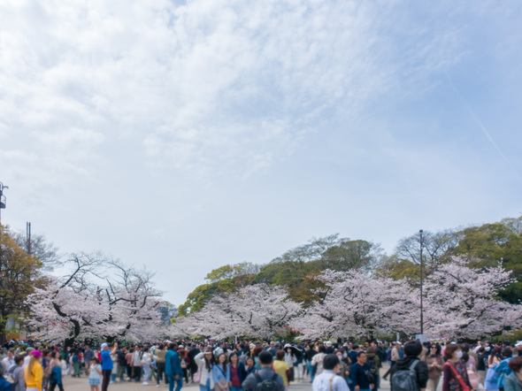 さくら通り ソメイヨシノ  2024年4月7日