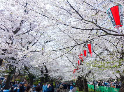 さくら通り ソメイヨシノ  2024年4月7日