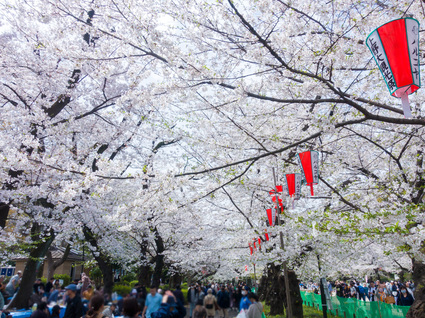 さくら通り ソメイヨシノ  2024年4月7日