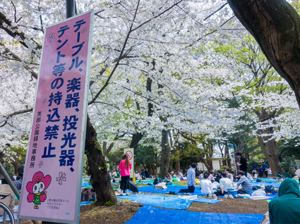 お花見宴会広場  2024年4月7日