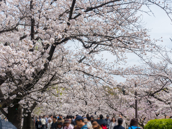 不忍池のソメイヨシノ  2024年4月7日