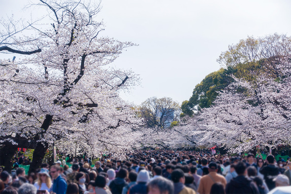 上野公園のお花見が年末アメ横状態の混雑!!2025年4月5日
