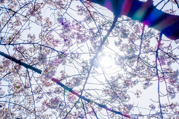 2025年4月5日 上野公園の満開を迎えた桜